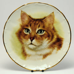 Decorative Cat Plate blue eyed tabby