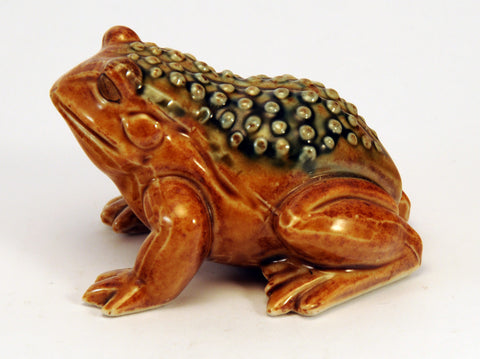 Small frog with pimpled back